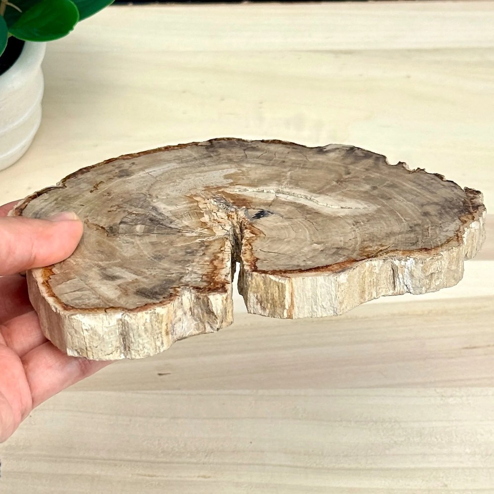 Petrified Wood Slab A