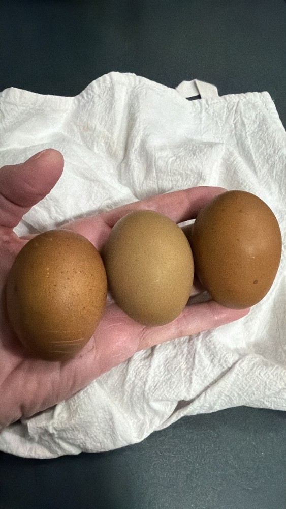 CHASING THE RAINBOW - 12 Olive Egger Hatching Eggs NPIP Certified, AI clean