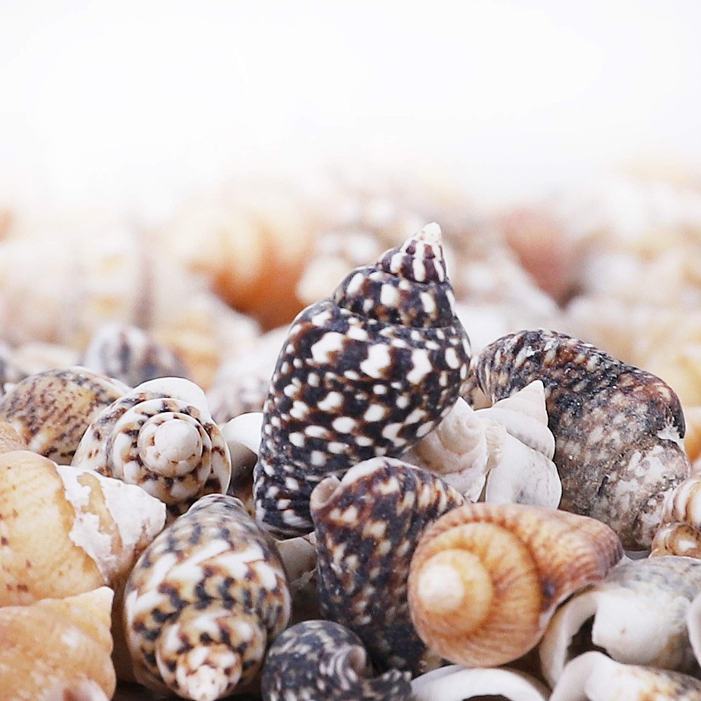 2000 PCS Tiny Mini Small Sea Shells for Crafting Spiral Conch Shells for Crafts