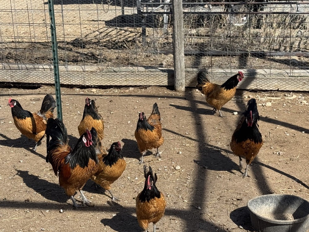 German Vorwerk Hatching Eggs