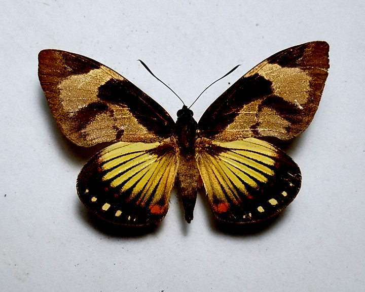 castnia from Brazil,unmounted