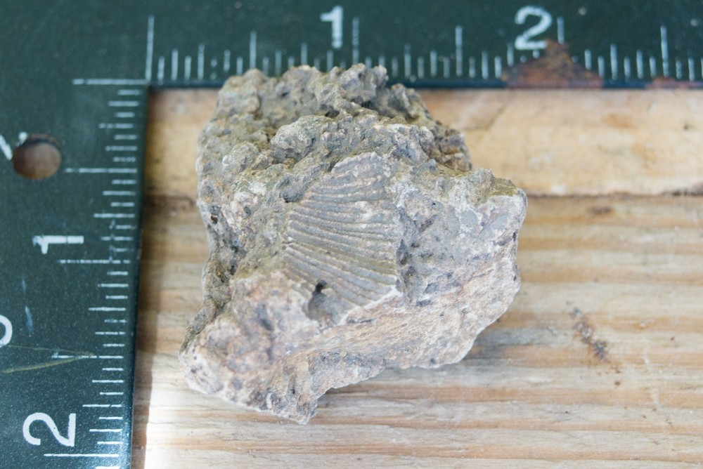 NE Oklahoma Fossil