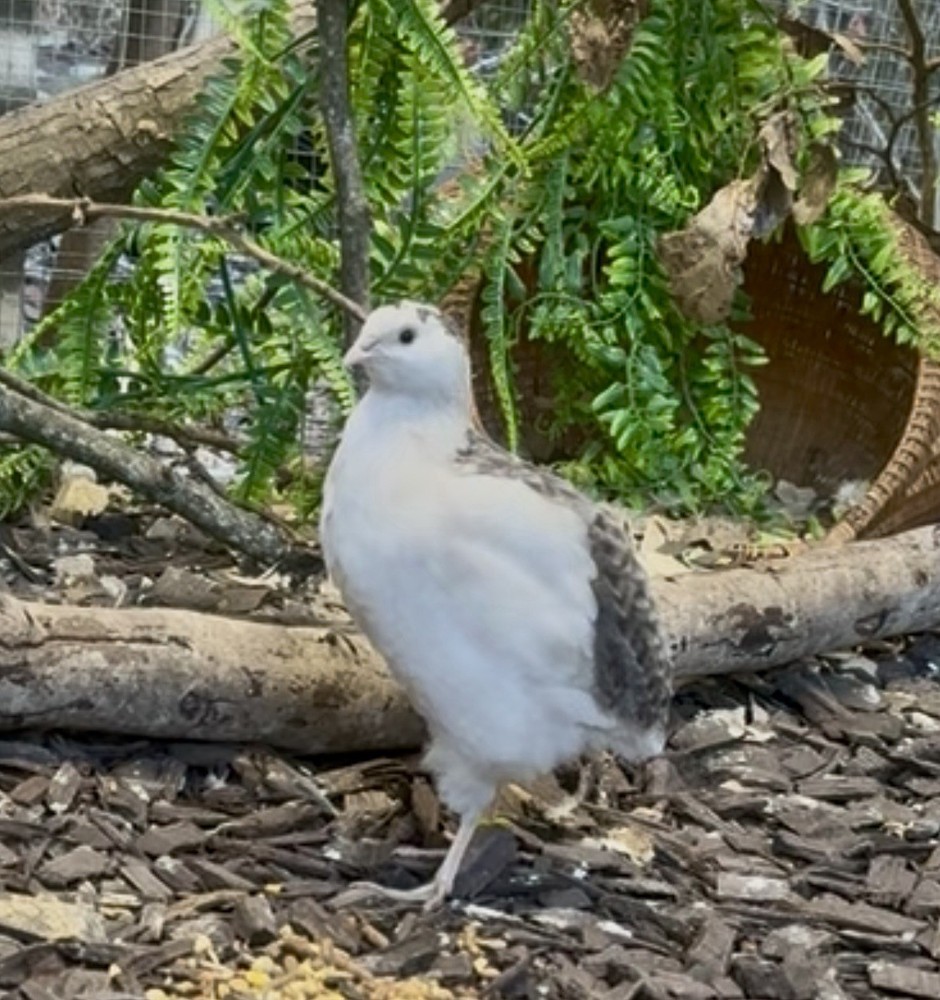 12+ Quail Hatching Eggs Coturnix Celadon Pharaoh Tuxedo Rosetta