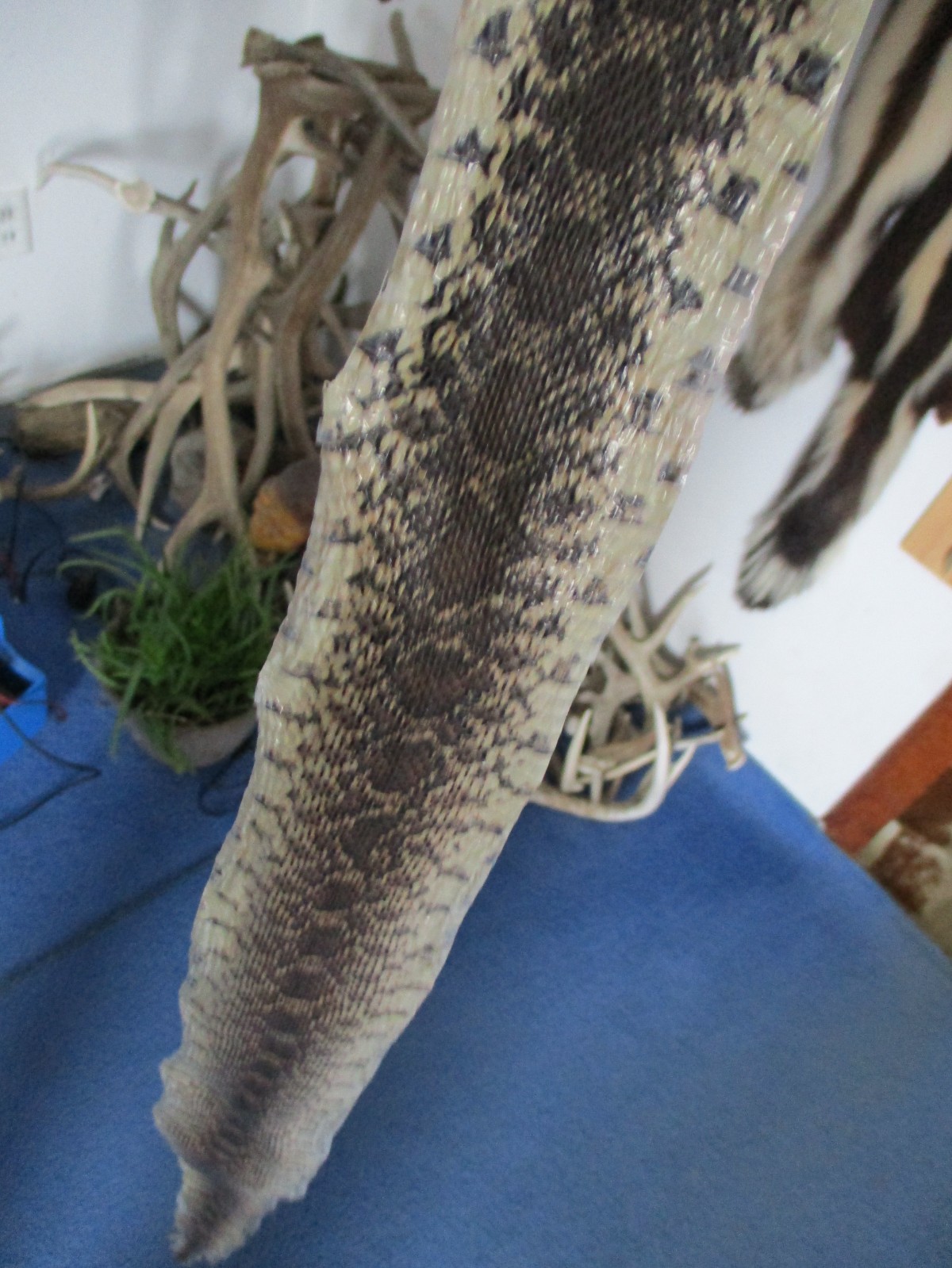 BULL snake skin snake hide DRY tanned bow wrap blanks snake art NICE 47 IN. X5