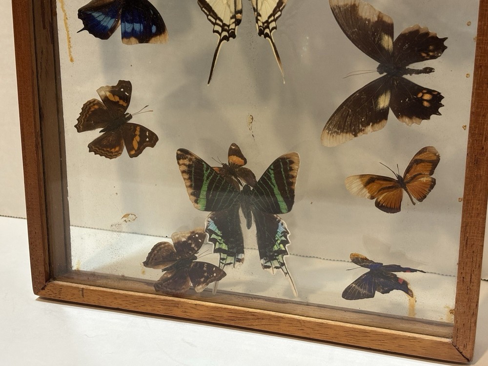 VINTAGE BUTERFLY COLLECTION DISPLAY