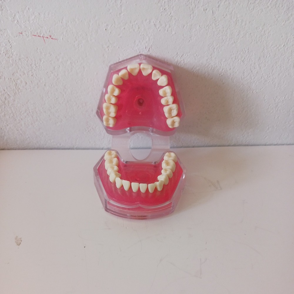 Dental Demonstration Teeth Model - Standard Study Teaching Model
