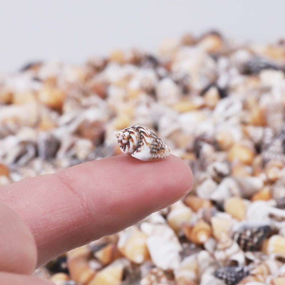 2000 PCS Tiny Mini Small Sea Shells for Crafting Spiral Conch Shells for Crafts