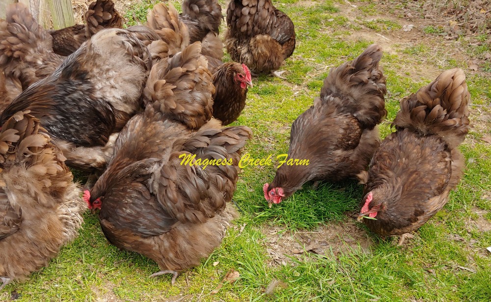 12+ Chocolate English Orpington Hatching Eggs *NPIP*