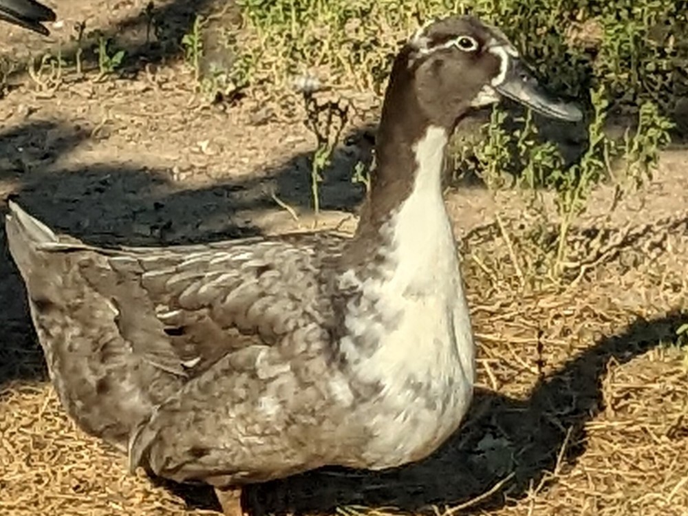 1 Fresh And Fertile Duck Hatching Egg (Barnyard Mix!)
