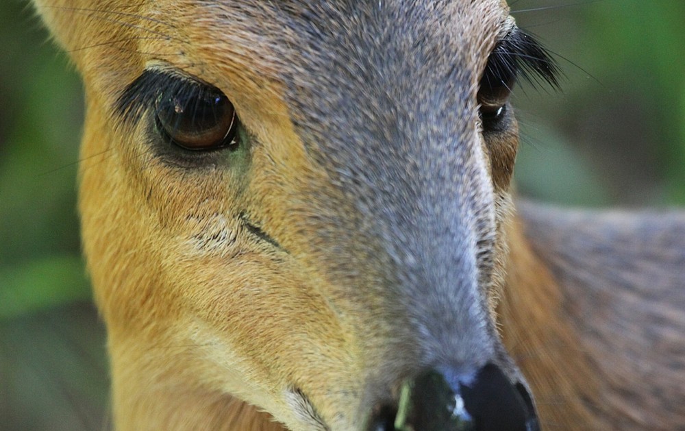 Duiker Taxidermy Reference Photo Cd
