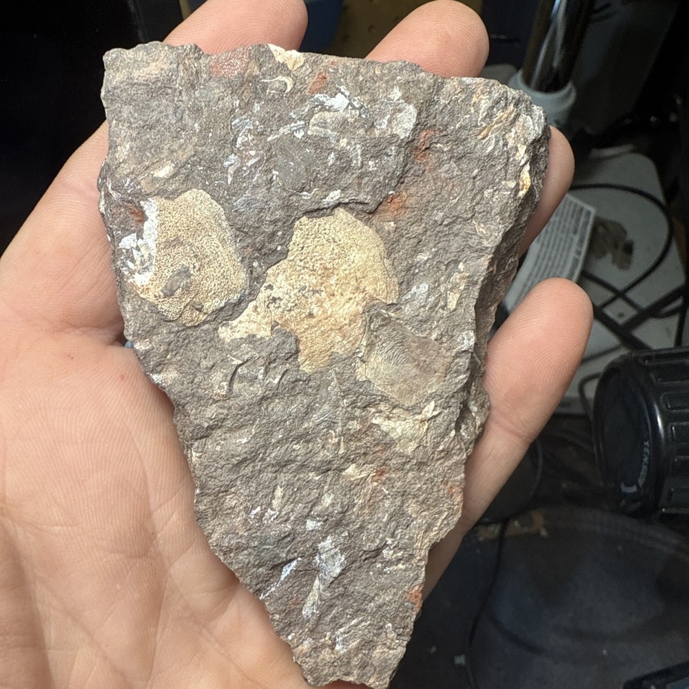 Fossil Placoderm/fish Pieces and scales