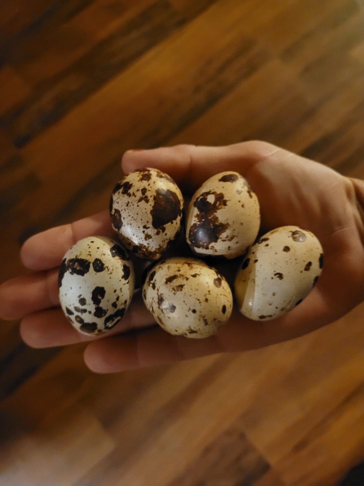 30+30 Extra large Jumbo white and Extra Large Jumbo Brown hatching eggs