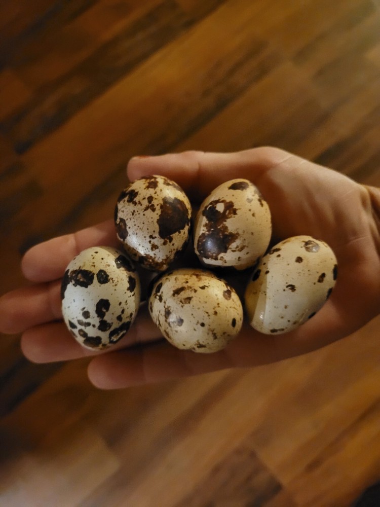 30 Extra large Jumbo Brown hatching eggs