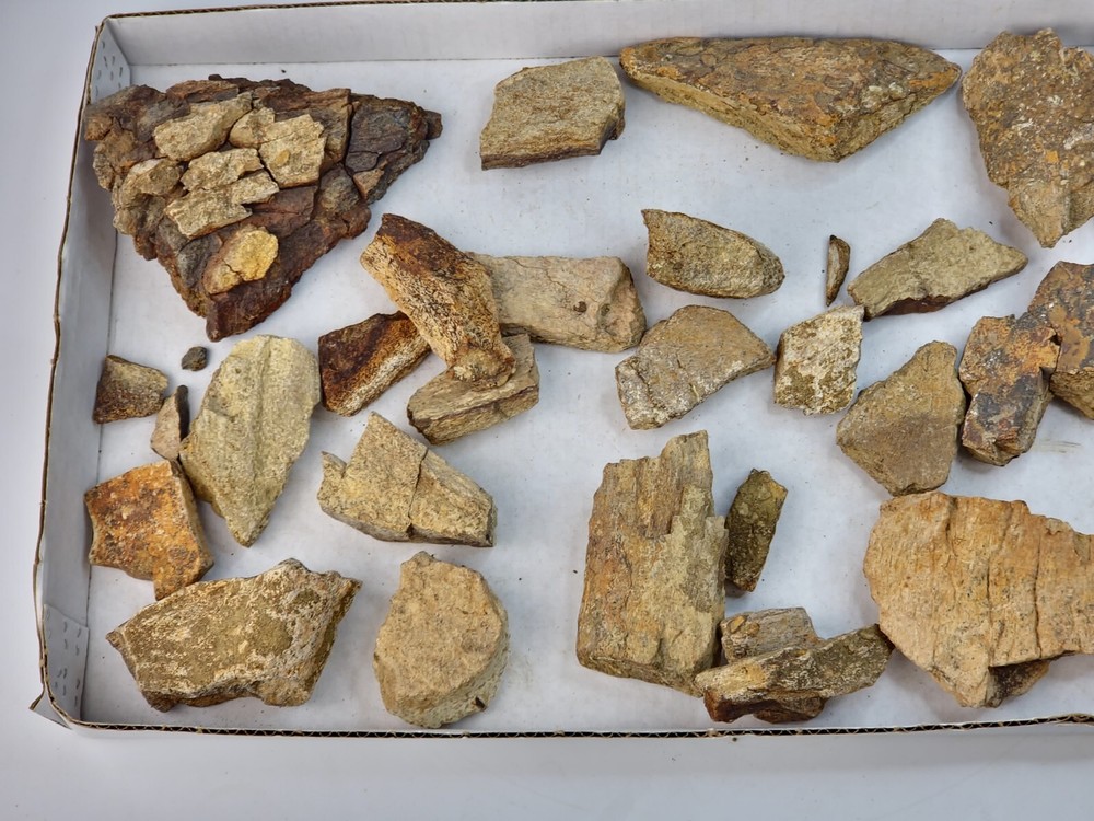 Lance Formation Dinosaur Bone Projects (Triceratops Frill?) - WY