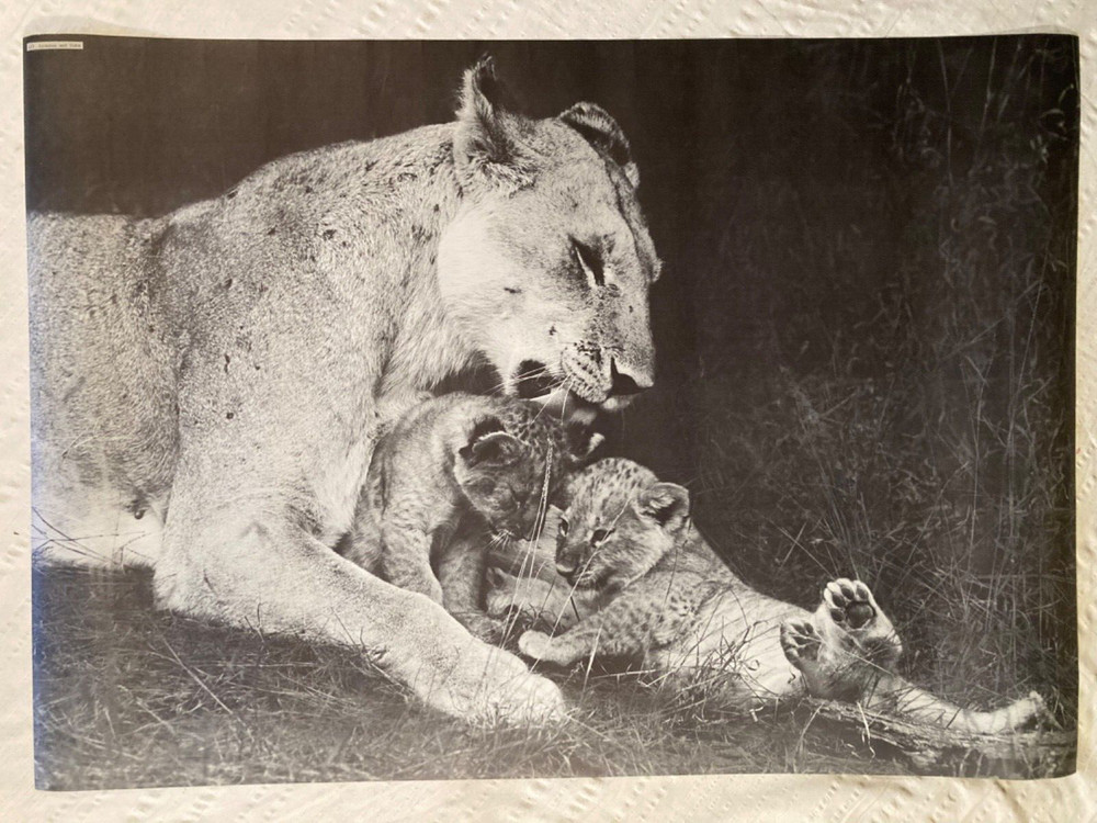 Lioness And Cubs Personality Poster New York City