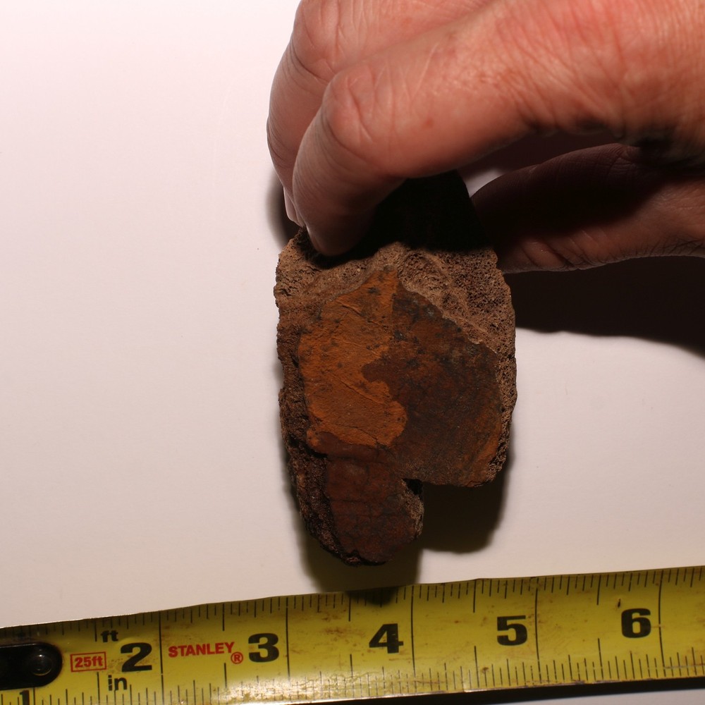 Partial Dinosaur Vertebra Fossil - Authentic - Hell Creek Formation Cretaceous
