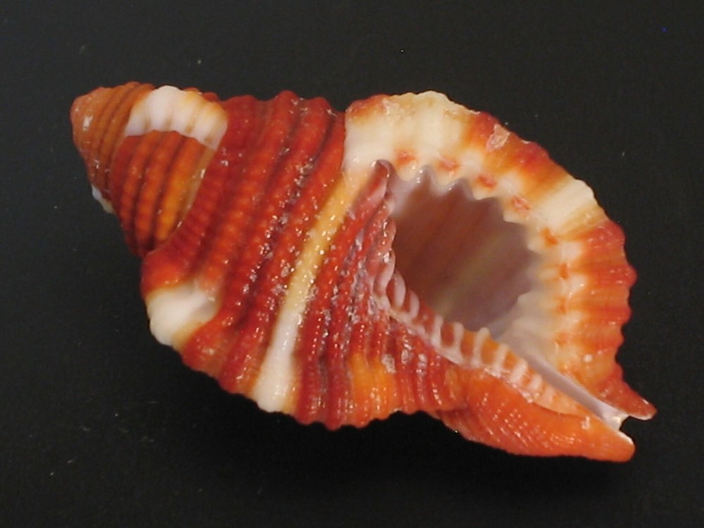 Super Color...CYMATIUM RUBECULUM~35.5mm~Philippine SEASHELL