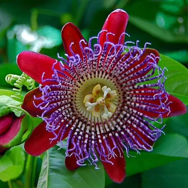 Granadilla Passion Fruit Vine - Passiflora quadrangularis - Live STARTER Plant