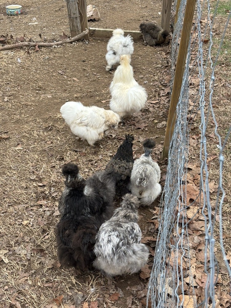 12 Bearded Silkie Hatching Eggs