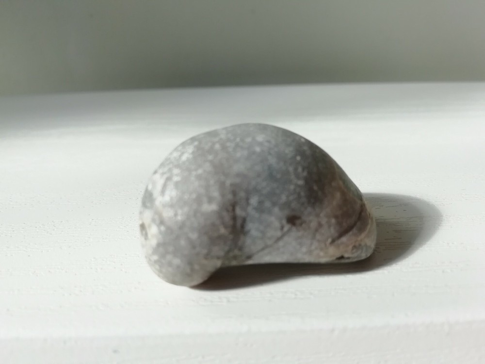 Devil's Toenail Fossils