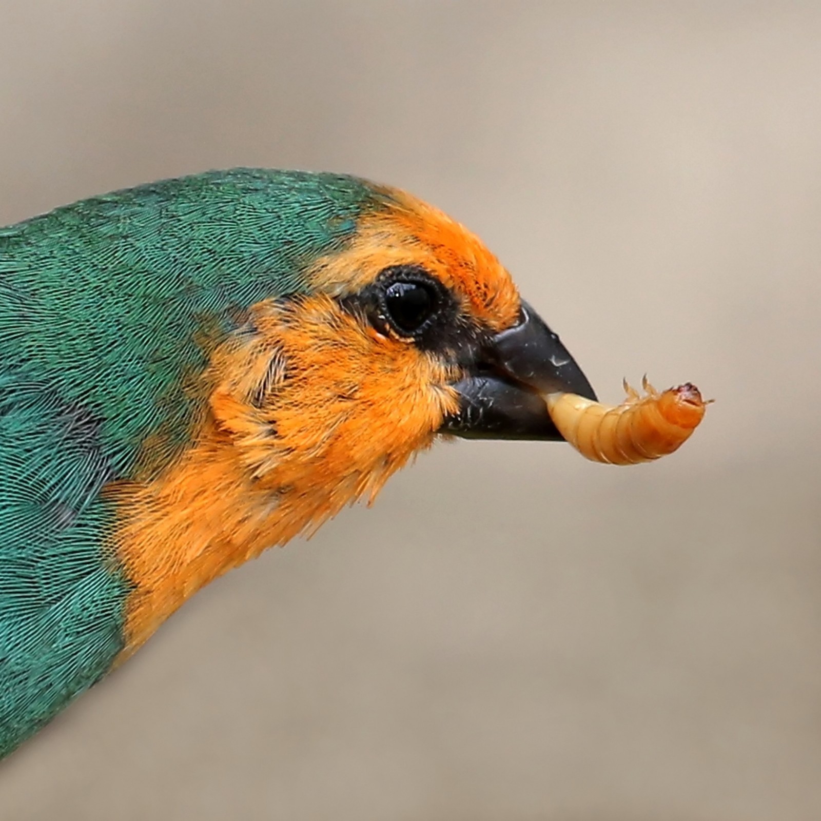 Live Mealworms - Grown Organic Meal Worms for Reptiles - 1000 Bulk Feeder Insect