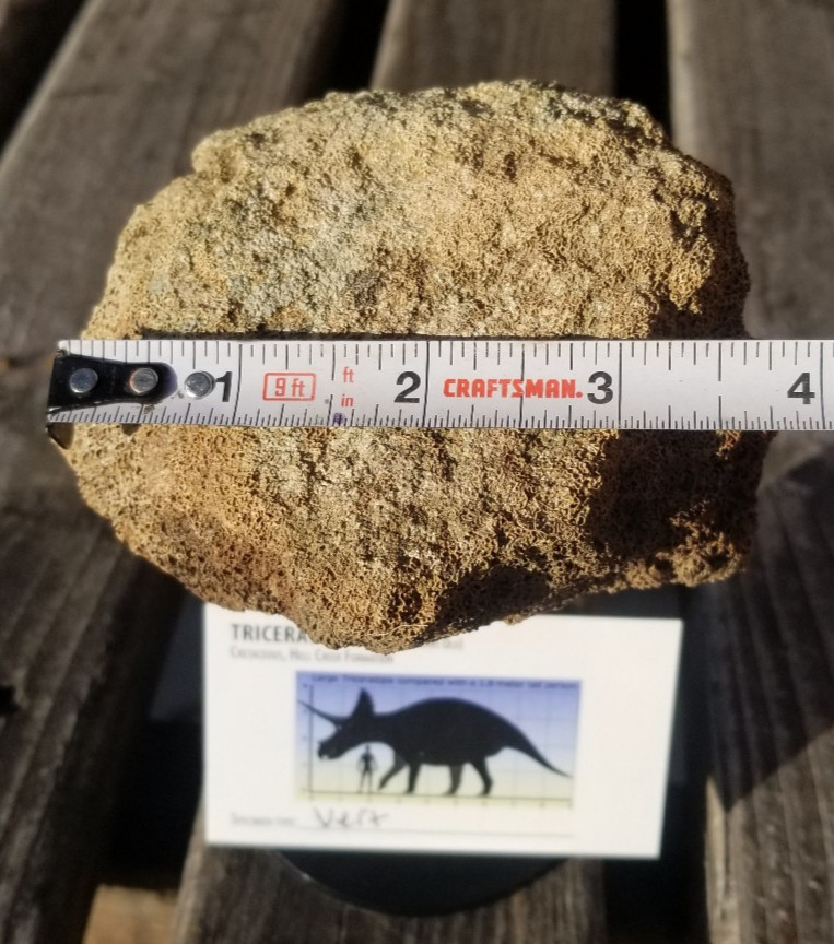 Nice Triceratops Vert Section Fossil Specimen Cretaceous Hell Crk MT Recent Dig