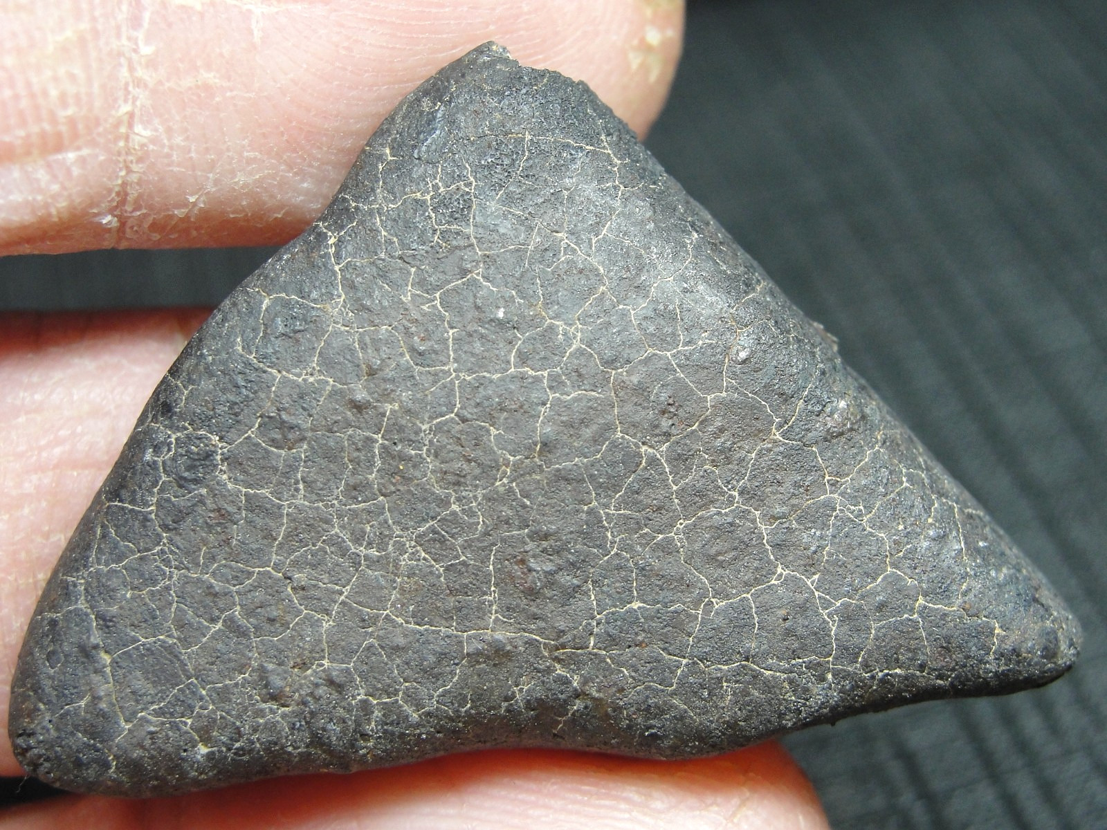 Ghadamis - HAH-346 - Libya 2019 - GAD-0384 - 13.49g - COA - Fusion Crust End Cut