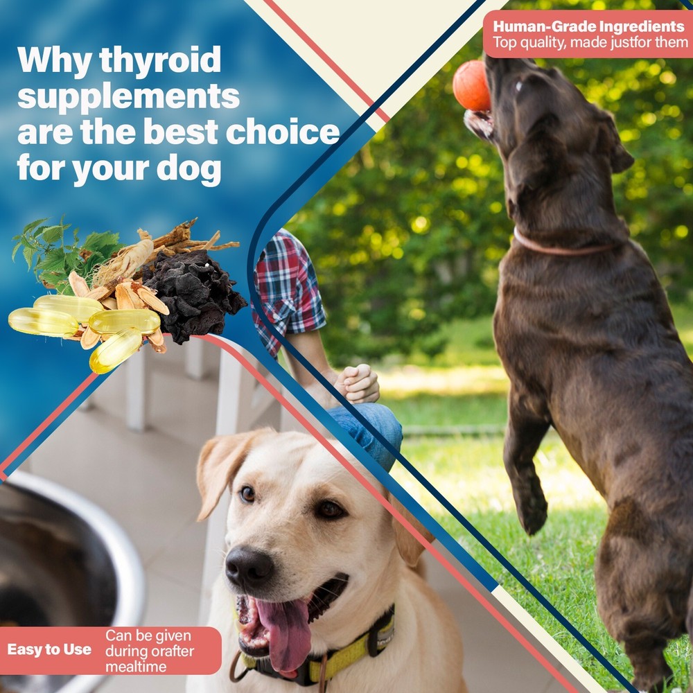 Dog thyroid supplements help with growth and development regulate metabolism 60p