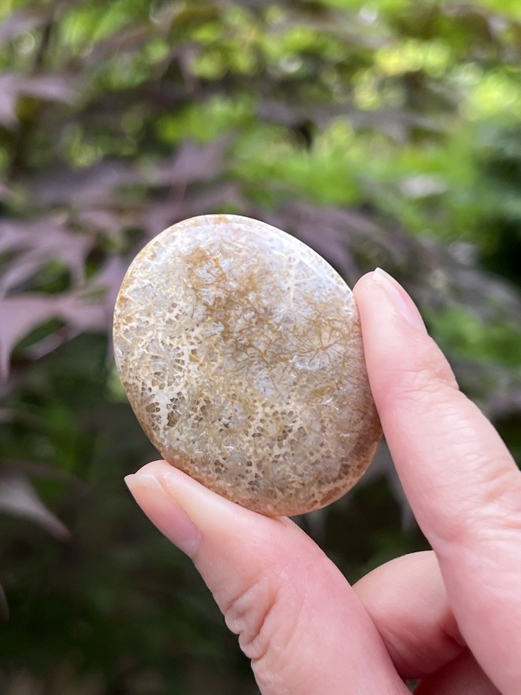 Fossilized Coral Crystal Palmstone AAA+ 37