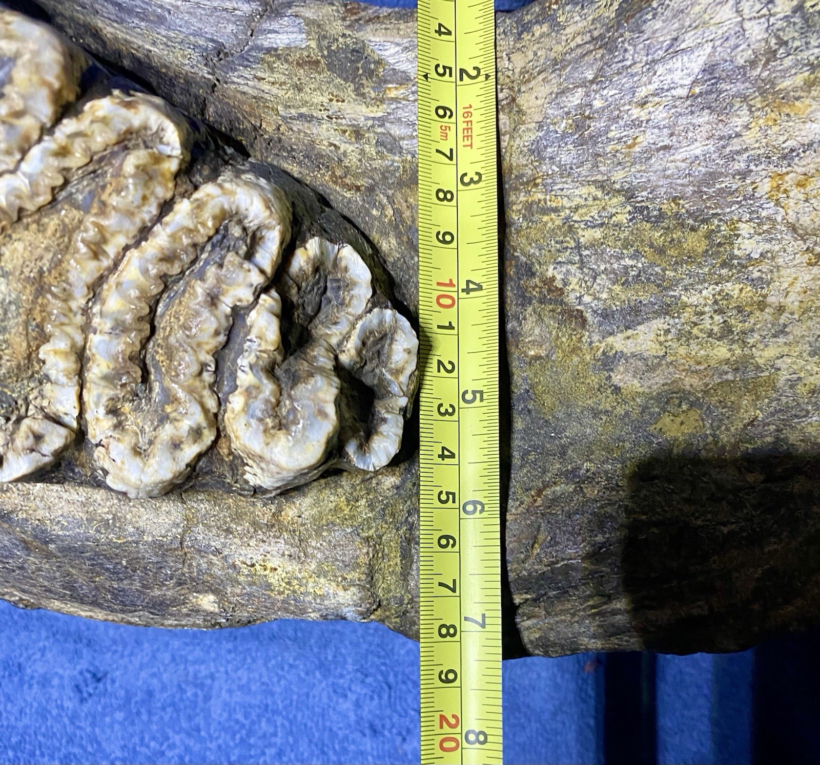 Stegodon Jaw Fossil, Lower Jaw, Indonesia Ice Age