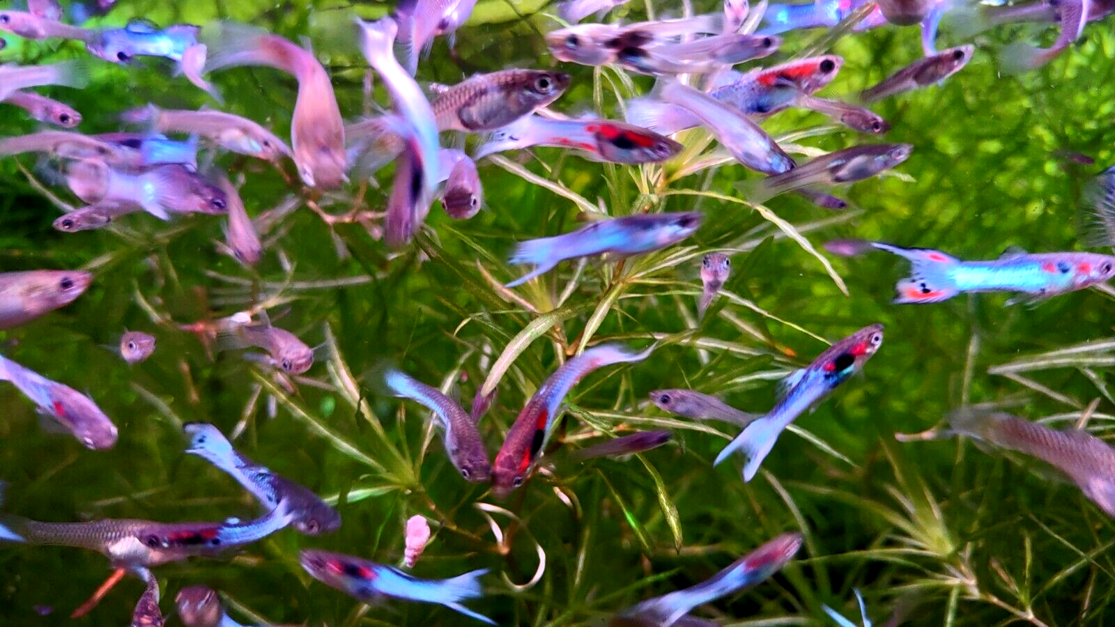 Neon Sky Blue Endler's - 4 Pairs (3 Pair+ 1 Free Pair (4M/4F))