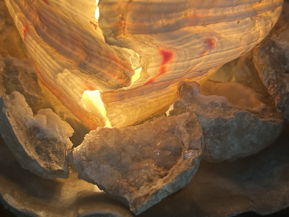 Clam Shell Lamp Accent Night Light