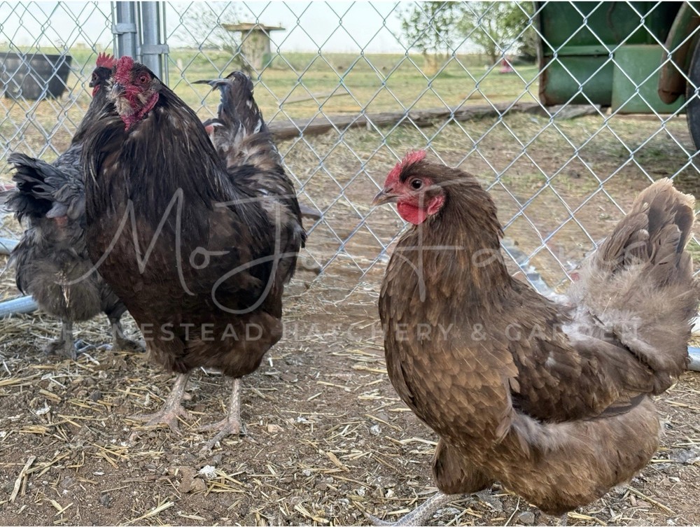 Chocolate, Mauve, Blue, and Black Easter Egger Hatching Eggs NPIP Certified