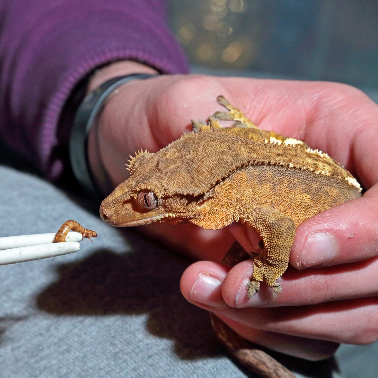 Live Mealworms - Grown Organic Meal Worms for Reptiles - 1000 Bulk Feeder Insect