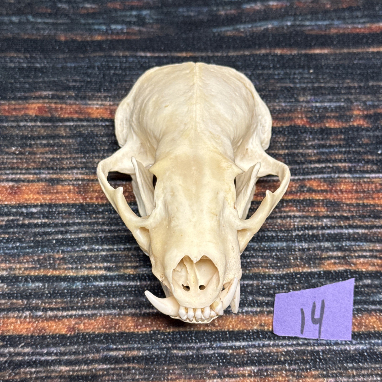 Real XL Badger Skull Unique Gift Halloween Craft Animal Mount Art Model Head Odd
