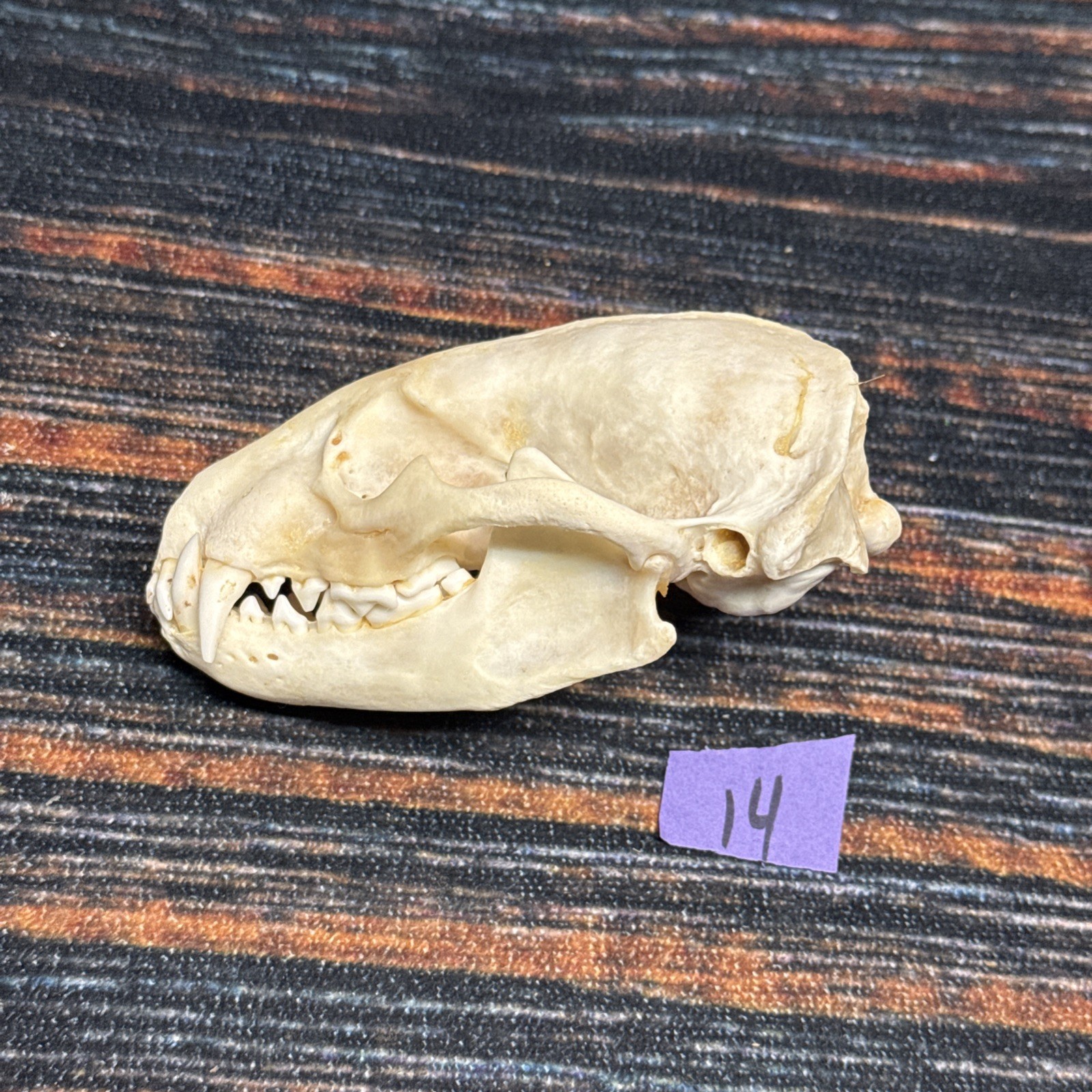 Real XL Badger Skull Unique Gift Halloween Craft Animal Mount Art Model Head Odd