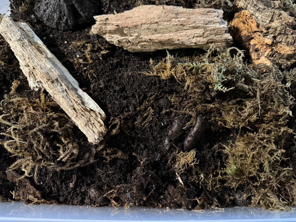 200+ Temperate springtails