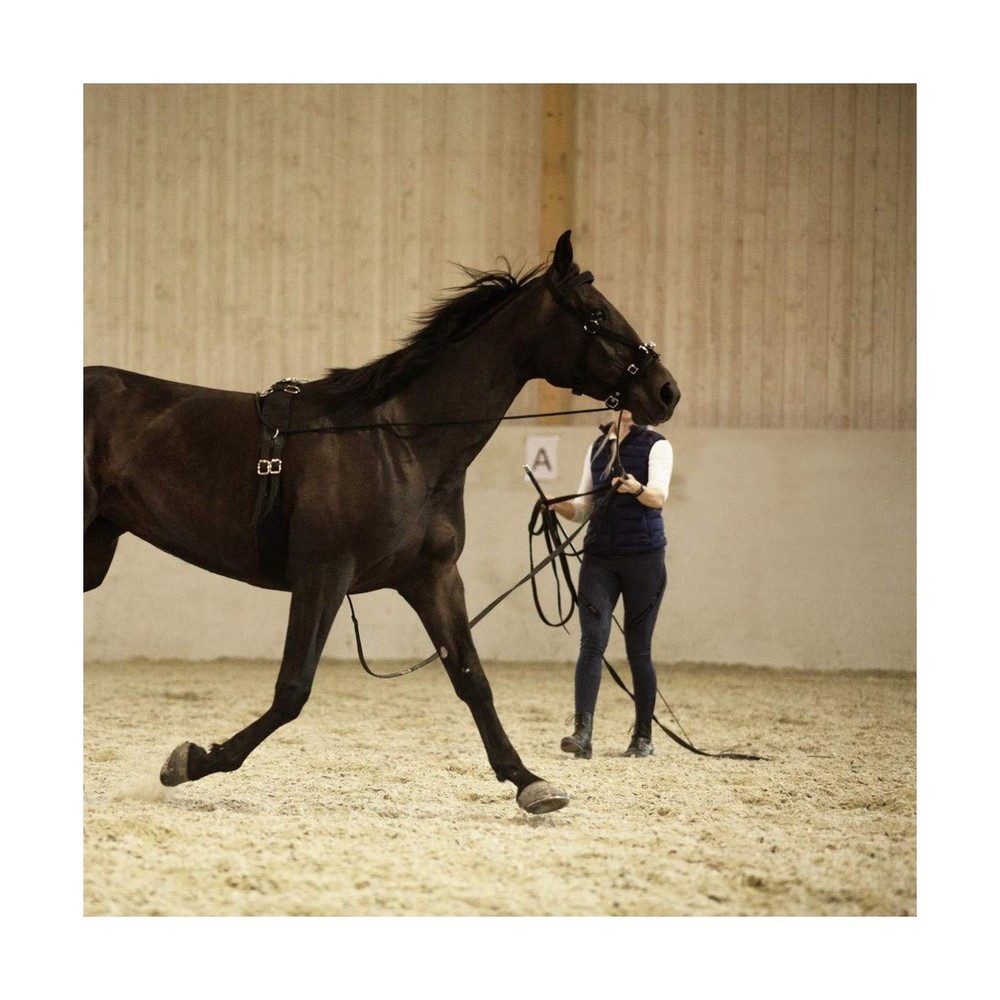 HORZE Nylon Lunging Cavesson - Black - Cob