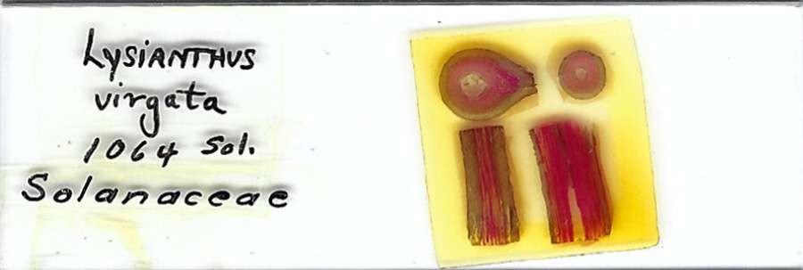 Lysianthus virgata Microscope Slide
