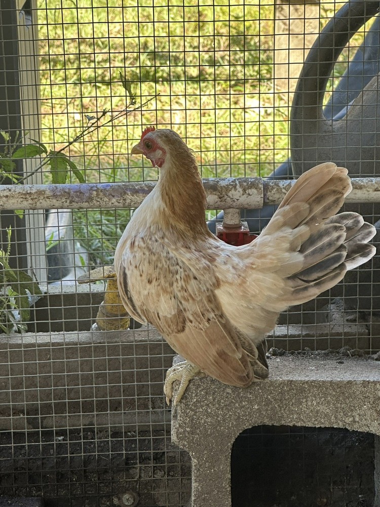12 ++ Serama Hatching eggs NPIP/AI and PT Clean