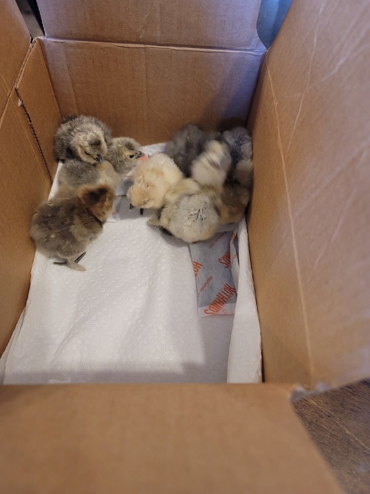 12 plus Silkie Chicken Hatching Eggs