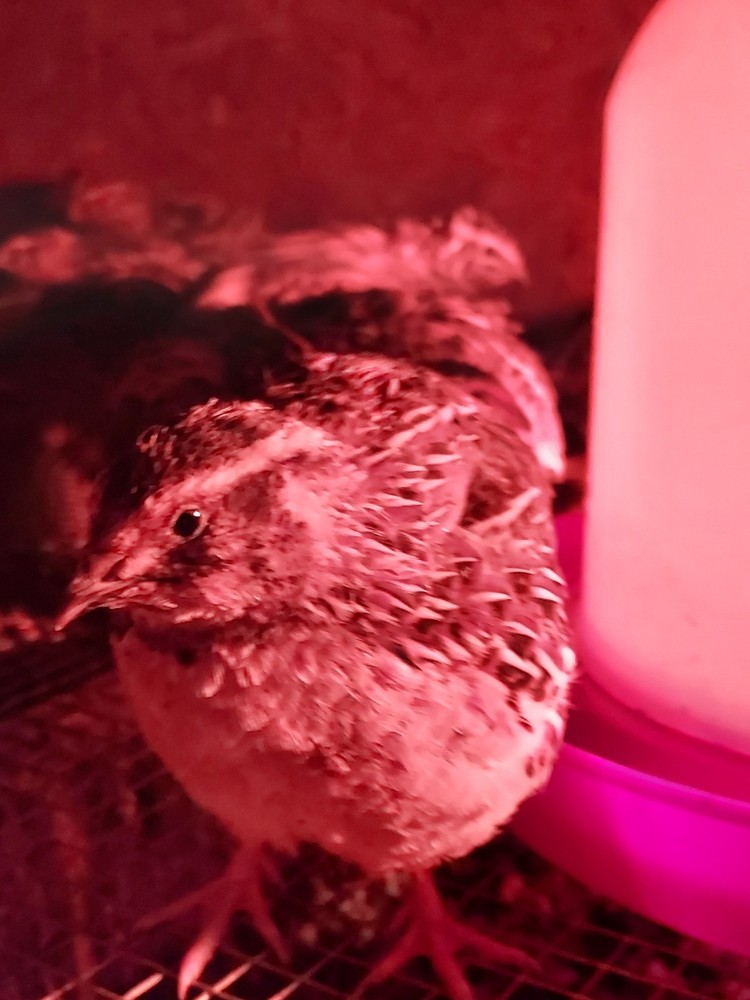 30++ Jumbo Brown Coturnix Quail Fertile Hatching Eggs
