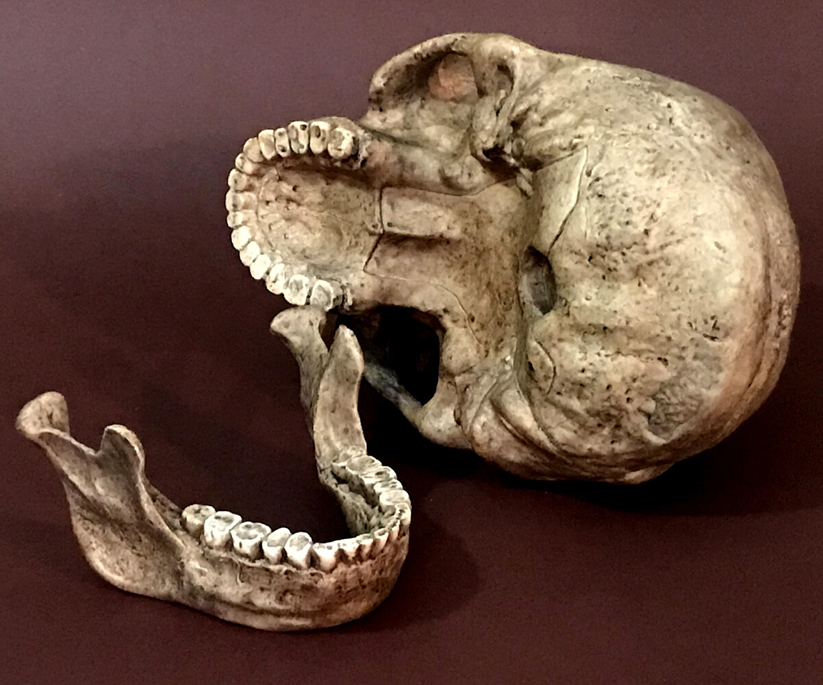 Peking Man Skull Replica