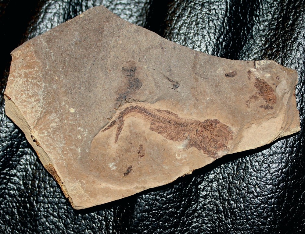 Clupea sp. -  Oligocene fossil fish