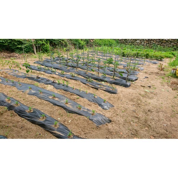 Farm Plastic Supply - Weed Control 6 Mil Black Plastic Sheeting