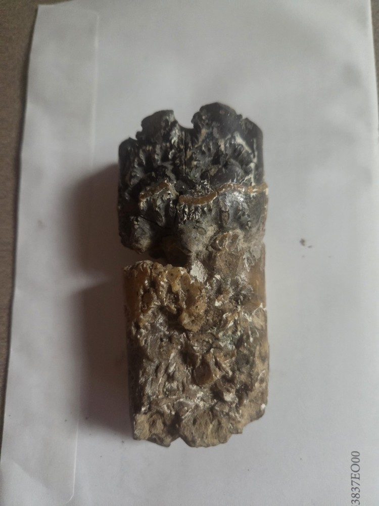 Large Baculite Fossil