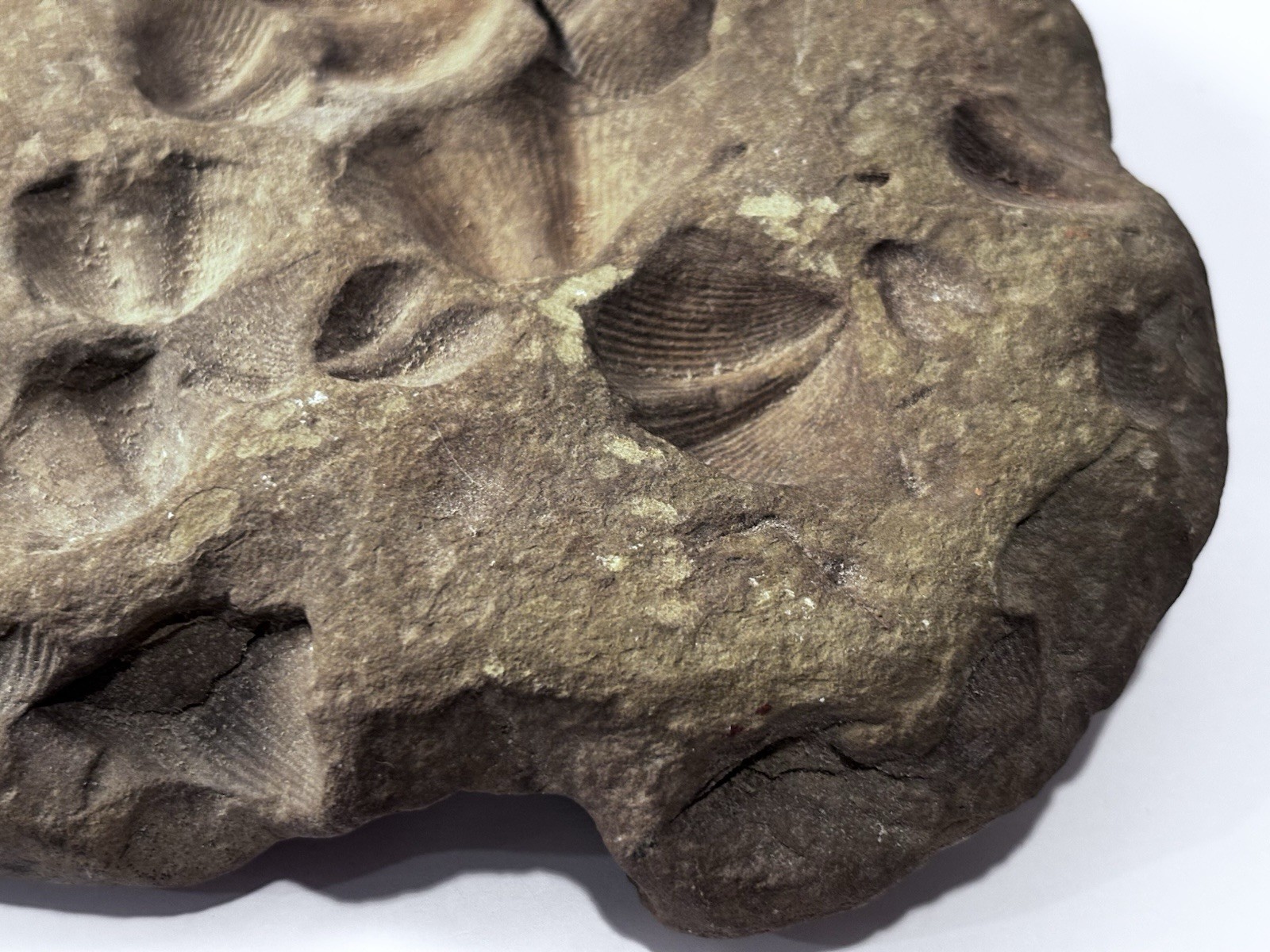 Over 1 M Year Old River Bed Fossil . Many Seashells Unusual Rock 8" X6" 3Lb