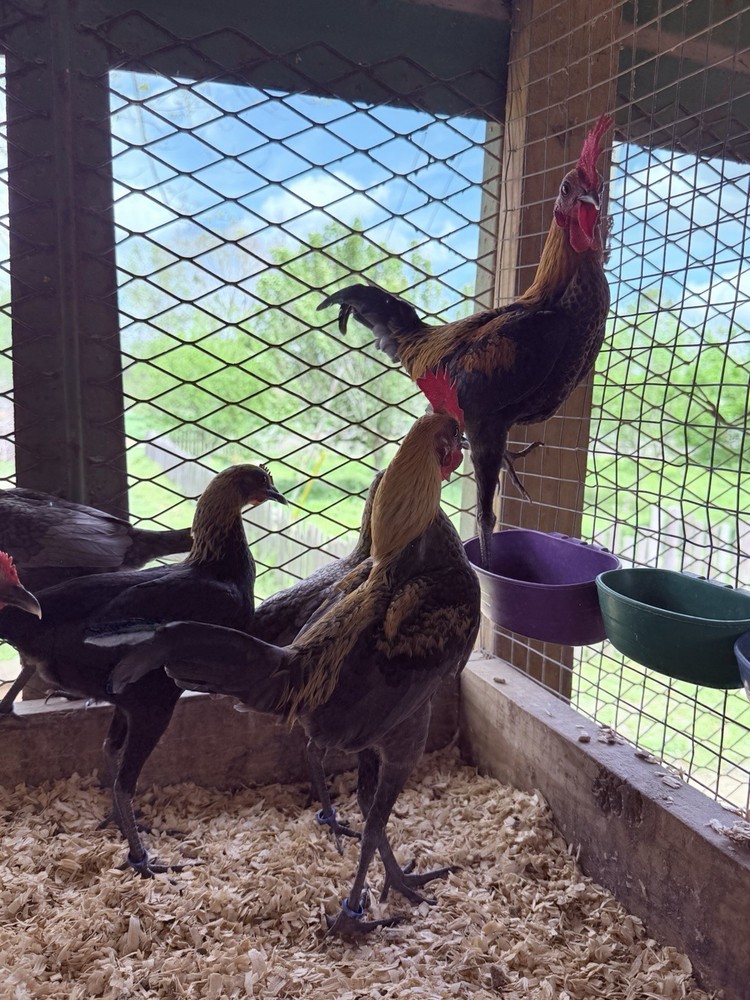 6 + Lemon Blue Modern Game Bantam Hatching Eggs