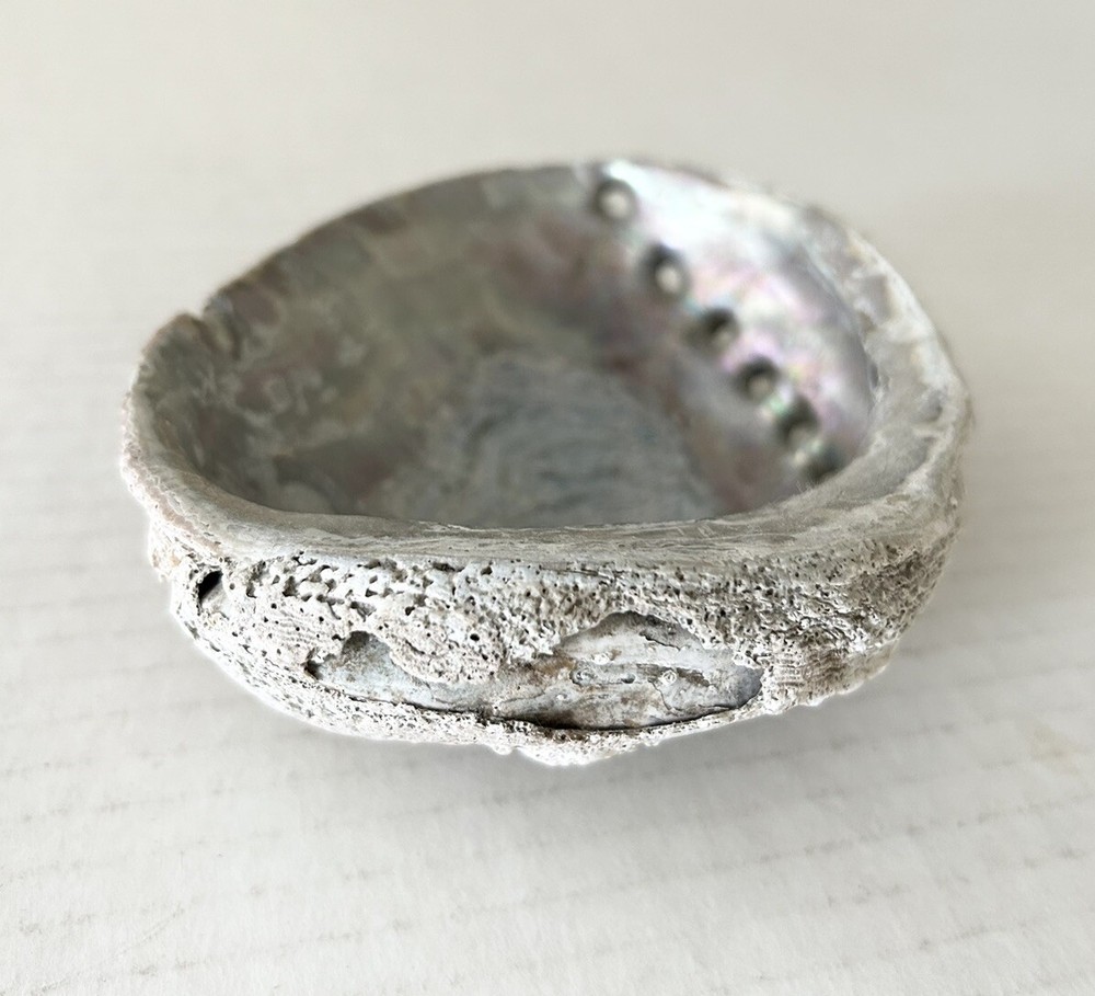 Large Natural Abalone Shell