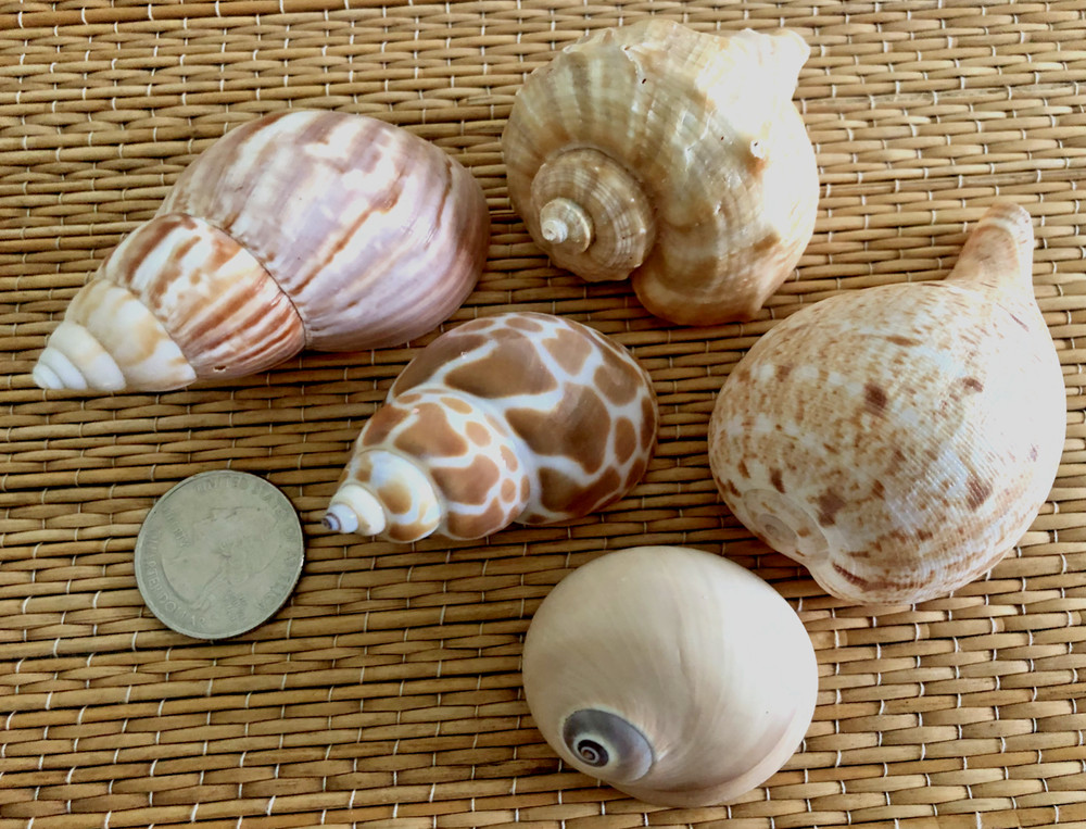 5 MEDIUM TO LARGE MEDIUM SEA SHELLS FOR YOUR GROWING HERMIT CRABS